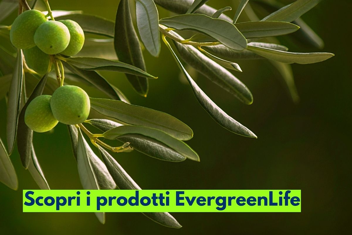 Vi presentiamo la nuova collaborazione con EvergreenLife
